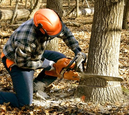 Tree Removal in South Range, MI